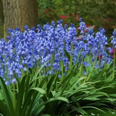 건강한춘복이네