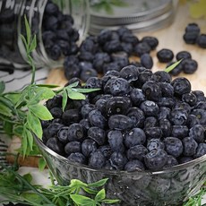 오너클랜 [보섭이네푸드]국내산 블루베리 생과 1kg(100gx10팩), 1
