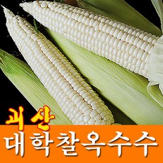 괴산 대학 찰옥수수 30~20개 18cm내외 괴산직발송 특상품, 1박스, 생옥수수20개