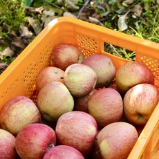 국대농부 못난이 사과 주스용, 1개, 10kg(혼합과)