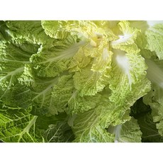 [산지직송] 국내산 진도 해풍 봄동 1kg 2kg 3kg, 1박스