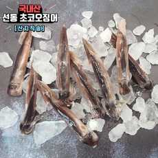 국내산 활 선동 초코 오징어 숙회 통찜오징어 1kg