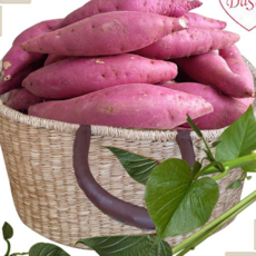 햇고구마 세척 선별 여주 고구마 긴하 하 2kg 5kg특 상 꿀고구마, 1개, 긴하2kg-1개