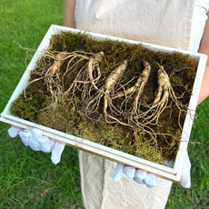 프리미엄 정품 장뇌삼 6~8년근 청정지역 강원도 재배, 일반, 6년근, 5뿌리