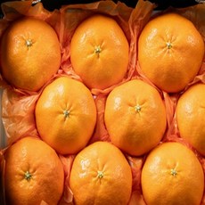900샵제주 레드향 선물세트 5kg 특대과, 1개, 상세페이지 참조