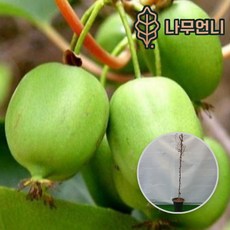키위나무