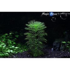 매직아쿠아 자이언트 암브리아 (2촉)