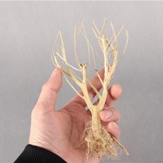 어항 장식 나무 천연 건조 트렁크 유목 배경 식물 그루터기 뻐꾸, 3.10-15cm, 1개