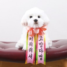 강아지화환리본