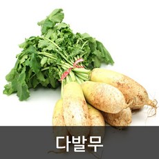 약수농장 다발무 7kg내외, 1박스, 1다발(7kg내외)