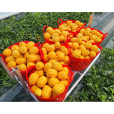 성주산지직송 선물용 가정용 꿀바른아삭이참외, 1박스, 2kg (특품 로얄 5~8과)