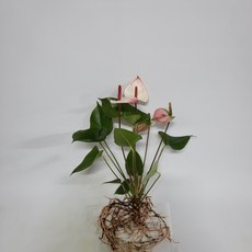 안스리움실버브러쉬