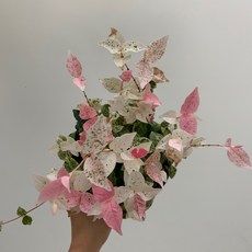 사랑초키우기