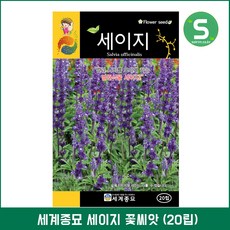 S 세이지씨앗 50립 세이지 다년생식물 밀원식물 꽃씨