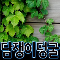 순희농장 담쟁이덩굴 한국담쟁이 10개묶음