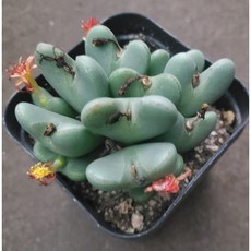 다육사전