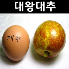 대추나무 묘목 - 대왕대추 R4cm 결실주(분) 1개