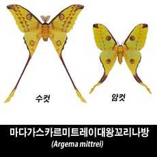마다가스카르미트레이대왕꼬리나방표본-Argema mittrei, 1개
