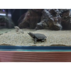 애완용거북이