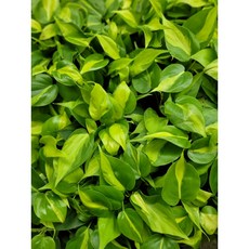 옥시카르디움브라질