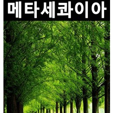메타세콰이아 실생2년(뿌리) 5개/나무 묘목/활엽수/정원용