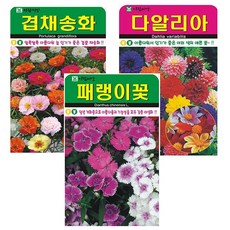 꽃 씨앗 3종 (겹채송화+다알리아+패랭이꽃), 1세트