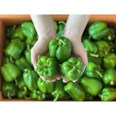 청피망 국내산 피망 특품 1kg 2kg 5kg 10kg, 청피망 특품 2kg, 1개