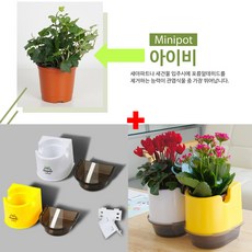 에덴미니팟 화분과 물통이 하나로~ 실내공기정화식물 화분선물 미니화분, 19.에덴미니팟화분세트-옐로우화이트 + 꽃-아이비(31000원)