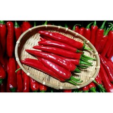 22년홍고추가격