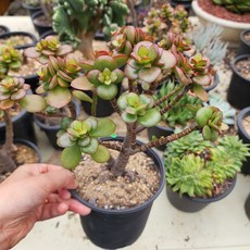 다육이염좌