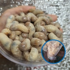 도마뱀 대형파충류먹이용 생물 3령 굼벵이100g 고단백 먹이, 1개