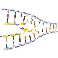 dna모형조립세트