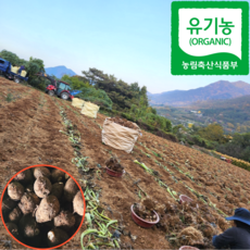 유기농 24년 햇 알토란 피토란 흙토란, 1개, 3kg
