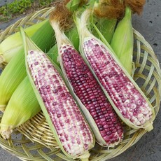 강원도흑찰옥수수