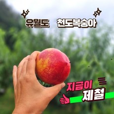 거반도복숭아-추천-상품