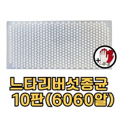 느타리버섯종균 접종형 캡슐형 총알버섯종균 재배 백화고 10판 + 장갑증정, 10개, 606알