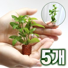 스트로징레펜스