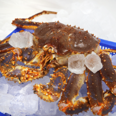 (찜 가능) 신통씨푸드 동해항 산지직송 활게 A급 러시아 블루 킹크랩 3.5kg 속이꽉찬 수율80% 이상 (2~3인분)