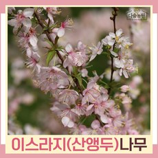 이스라지나무 묘목 산앵두 키80cm 1개