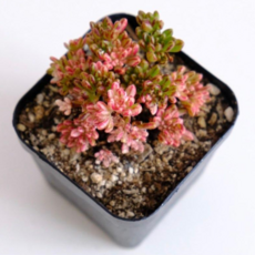 고무신다육정원