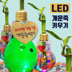 [두두엠] LED 반짝반짝 개운죽 키우기 [5인세트]