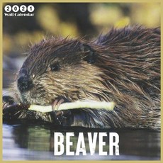 Beaver: 2021 Wall & Office Calendar 12 Month Calendar Paperback, Independently Published, English, 9798695835908