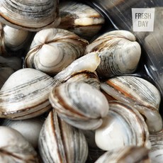 [단골농장] 서해안 고창 갯벌 해감된 동죽 조개 물총조개, 7kg, 1개
