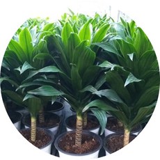 드라세나콤팩타