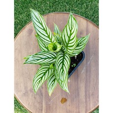 그늘에서잘자라는식물