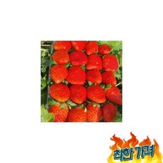 추천9 딸기한팩
