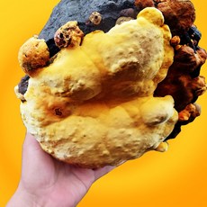 2년산 장수 상황버섯 산지직송 200g, 1개
