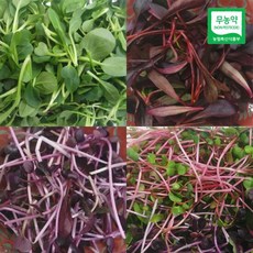 자연미가 어린잎 채소 500g / SJ 무농약 인증 친환경 야채, 1개