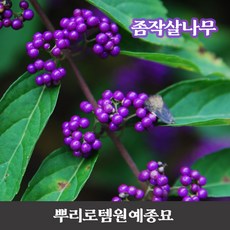 뿌리로템원예종묘_좀작살나무 키100cm 120cm 1주 5주묶음, 키100~120cm 5주, 1개