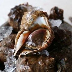 제철 쫄깃쫄깃 서해안 활 참소라 중 2kg(kg당 5~9미 내외), 1개